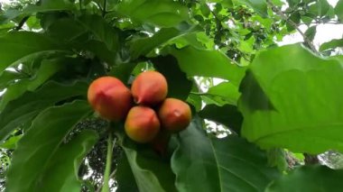 Bunchosia glandulifera (fıstık ezmesi meyvesi, caferana, falso guarana, Kacang amazone). Bu meyve yenilebilir ve taze yenir. Meyvenin eşsiz fıstık aroması ve teri ile beslenir.