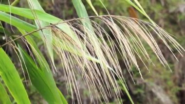 Thysanolaena latifolia (Rumput awis, rumput buluh, tiger grass). Bu bitki genellikle hayvan yemi, süpürge malzemesi ve toprak kaymalarını önlemek için kullanılır.