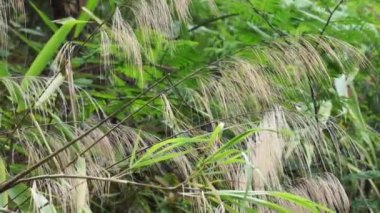 Thysanolaena latifolia (Rumput awis, rumput buluh, tiger grass). Bu bitki genellikle hayvan yemi, süpürge malzemesi ve toprak kaymalarını önlemek için kullanılır.