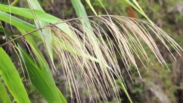 Thysanolaena Latifolia Rumput Awis Rumput Buluh Tiger Grass Esta Planta — Vídeo de Stock