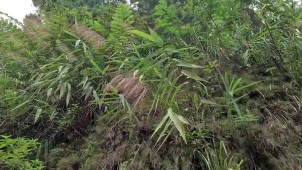 Thysanolaena Latifolia Rumput Awis Rumput Buluh Tiger Grass Esta Planta — Vídeo de Stock