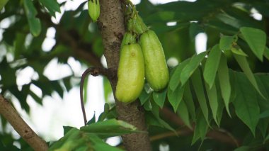 Averrhoa bilimbi (Bilibi, salatalık ağacı, ağaç gülü, inanışlı sayur, inanışlı wuluh) doğal bir geçmişe sahiptir. Averrhoa, Oxalidaceae familyasından meyve taşıyan bir ağaçtır..