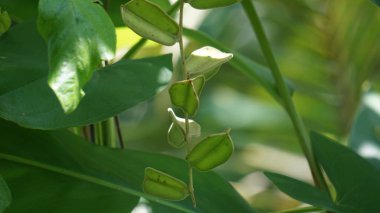 Dioscorea hispida Dennst çiçeği (üç yapraklı Hint yer elması, gadung) doğanın arka planında yer alan ağaç