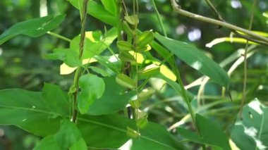 Dioscorea hispida Dennst çiçeği (üç yapraklı Hint yer elması, gadung) doğanın arka planında yer alan ağaç