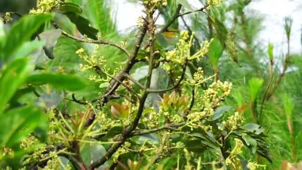 Avokado Çiçeği Persea Americana Avokado Armudu Timsah Armudu Doğa Arka — Stok video