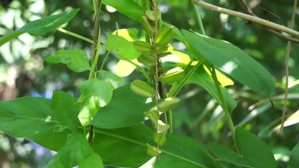 Dioscorea Hispida Bunga Tanpa Nama India Ubi Berdaun Tiga Gadung — Stok Video