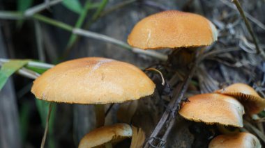 Autumn Skullcap (Galerina marginata, cenaze çanı, ölümcül kafatası kapağı, sonbahar kafatası, ölümcül galerina). Galerina Marginata 'da bulunan toksinler