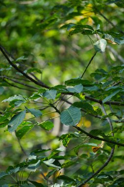 Hevea brasiliensis (Para kauçuk ağacı, seringueira, kauçuk ağaç, kauçuk bitki, para) tarlada bulunur. Bu bitki lateks üretiyor.