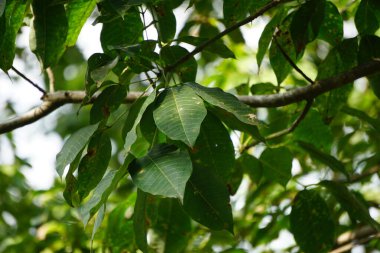 Hevea brasiliensis (Para kauçuk ağacı, seringueira, kauçuk ağaç, kauçuk bitki, para) tarlada bulunur. Bu bitki lateks üretiyor.