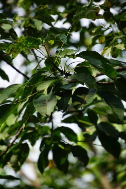 Hevea brasiliensis (Para kauçuk ağacı, seringueira, kauçuk ağaç, kauçuk bitki, para) tarlada bulunur. Bu bitki lateks üretiyor.