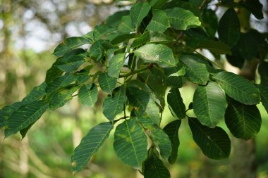 Hevea brasiliensis (Para kauçuk ağacı, seringueira, kauçuk ağaç, kauçuk bitki, para) tarlada bulunur. Bu bitki lateks üretiyor.