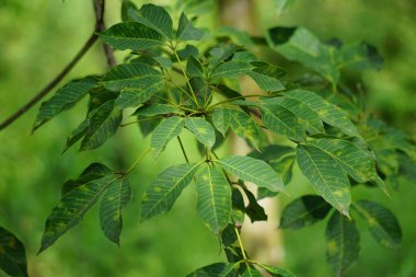 Hevea brasiliensis (Para kauçuk ağacı, seringueira, kauçuk ağaç, kauçuk bitki, para) tarlada bulunur. Bu bitki lateks üretiyor.