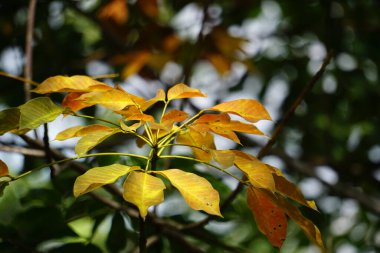 Hevea brasiliensis (Para kauçuk ağacı, seringueira, kauçuk ağaç, kauçuk bitki, para) tarlada bulunur. Bu bitki lateks üretiyor.