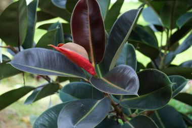 Ficus elastica (Also known as the rubber fig, rubber bush, rubber tree) in nature. The latex of Ficus elastica is an irritant to the eyes and skin and is toxic if taken internally
