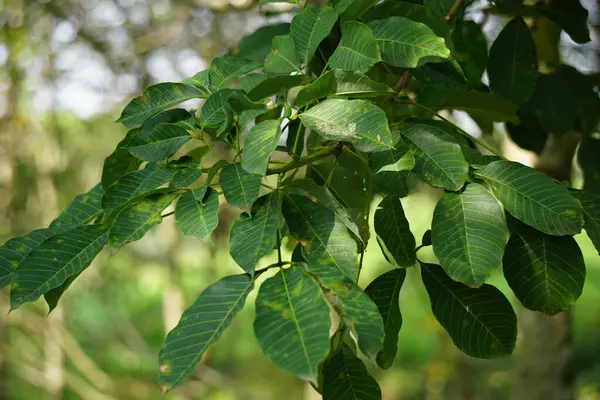 Hevea brasiliensis (Para rubber tree, sharinga tree, seringueira, rubber tree, rubber plant, para) in the field. This plant produces latex