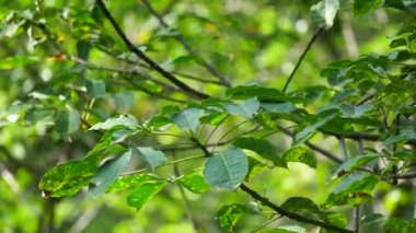 Hevea brasiliensis (Para kauçuk ağacı, seringueira, kauçuk ağaç, kauçuk bitki, para) tarlada bulunur. Bu bitki lateks üretiyor.