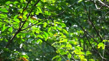 Hevea brasiliensis (Para kauçuk ağacı, seringueira, kauçuk ağaç, kauçuk bitki, para) tarlada bulunur. Bu bitki lateks üretiyor.