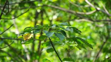 Hevea brasiliensis (Para kauçuk ağacı, seringueira, kauçuk ağaç, kauçuk bitki, para) tarlada bulunur. Bu bitki lateks üretiyor.