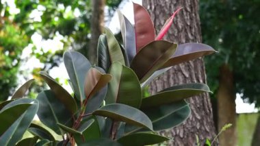 Ficus elastica (Also known as the rubber fig, rubber bush, rubber tree) in nature. The latex of Ficus elastica is an irritant to the eyes and skin and is toxic if taken internally