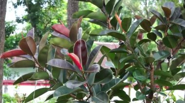 Ficus elastica (Also known as the rubber fig, rubber bush, rubber tree) in nature. The latex of Ficus elastica is an irritant to the eyes and skin and is toxic if taken internally
