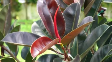 Ficus elastica (Also known as the rubber fig, rubber bush, rubber tree) in nature. The latex of Ficus elastica is an irritant to the eyes and skin and is toxic if taken internally