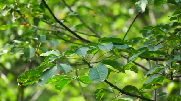 Hevea Brasiliensis Para Rubber Tree Sharinga Tree Seringueira Rubber Tree — Stock Video