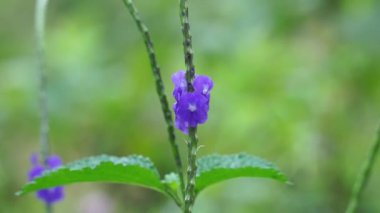 Stachytarpheta jamaicensis, doğal bir geçmişi var. Ayrıca mavi porterweed, mavi yılan otu ve piç mine çiçeği de denir.