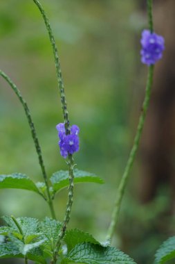 Stachytarpheta jamaicensis, doğal bir geçmişi var. Ayrıca mavi porterweed, mavi yılan otu ve piç mine çiçeği de denir.