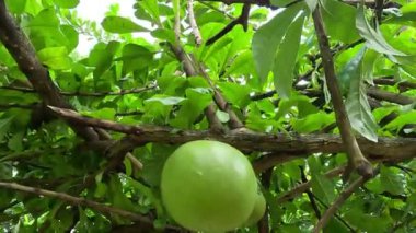 Doğal bir geçmişi olan Crescentia cujete meyvesi. Calabash ağacı ya da mojo olarak da bilinir. Bu meyve gerçekten acı.