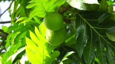 Ekmek meyvesi (Artocarpus altilis) ağacın üzerinde. Ekmek meyvesi bir kez pişirildikten sonra yenebilir ya da çeşitli diğer yiyeceklere dönüştürülebilir.