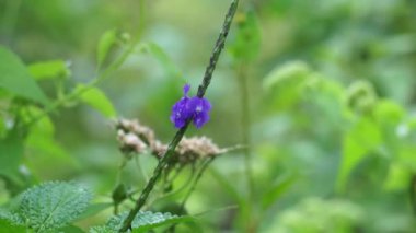 Stachytarpheta jamaicensis, doğal bir geçmişi var. Ayrıca mavi porterweed, mavi yılan otu ve piç mine çiçeği de denir.