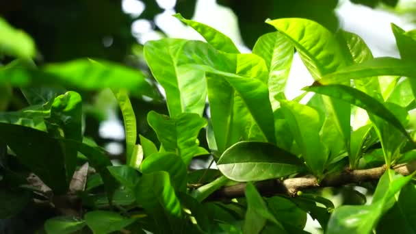 Crescentia Cujete Liście Naturalnym Tłem Nazywane Również Calabash Drzewa Lub — Wideo stockowe