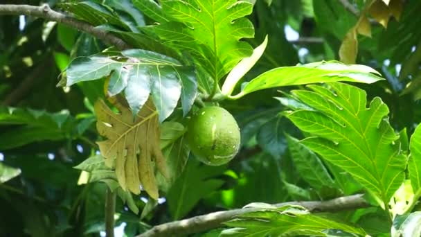 나무에 Artocarpus Altilis 과일은 요리하거나 다양한 음식으로 있습니다 — 비디오