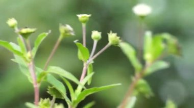 Eclipta alba (Urang-aring, sahte papatya, sahte papatya, yerba de tago, Karisalankanni, bhringraj) doğal arka plan. Bu bitki, ayçiçeği familyasından bir bitki türü..