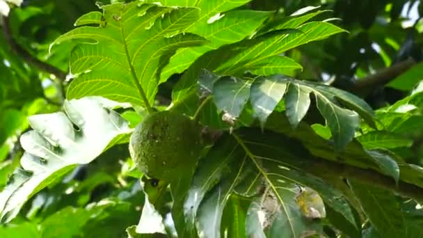 木の上のパンフルーツ アルトカルパスアルトリス パンフルーツは一度調理した後に食べることができるか または他のさまざまな食品にさらに処理することができます — ストック動画