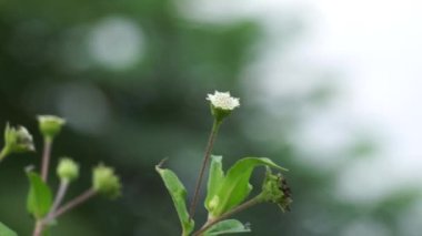 Eclipta alba (Urang-aring, sahte papatya, sahte papatya, yerba de tago, Karisalankanni, bhringraj) doğal arka plan. Bu bitki, ayçiçeği familyasından bir bitki türü..