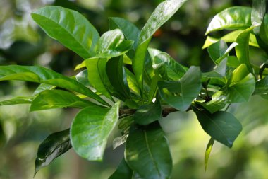 Crescentia cujete yapraklarının doğal bir geçmişi var. Calabash ağacı ya da mojo olarak da bilinir. Bu meyve gerçekten acı.
