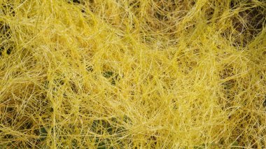 Cuscuta (tali putri, dodder, amarbel). Dodder, bir dizi tarım ve bahçıvanlık türü de dahil olmak üzere çok çeşitli bitkilerde parazittir.