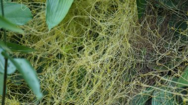 Cuscuta (tali putri, dodder, amarbel). Dodder, bir dizi tarım ve bahçıvanlık türü de dahil olmak üzere çok çeşitli bitkilerde parazittir.