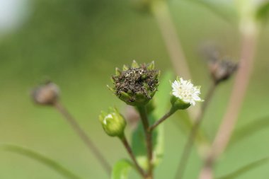 Eclipta alba (Urang-aring, sahte papatya, sahte papatya, yerba de tago, Karisalankanni, bhringraj) doğal arka plan. Bu bitki, ayçiçeği familyasından bir bitki türü..