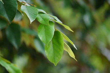 Pterospermum javanicum doğal bir geçmişi olan yapraklar. Endonezyalılar buna wadang der.