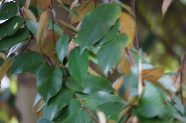 Pterospermum javanicum doğal bir geçmişi olan yapraklar. Endonezyalılar buna wadang der.