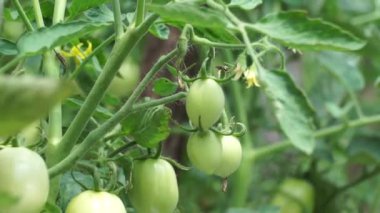 Ağaçta yeşil domates (ayrıca Solanum lycopersicum, Lycopersicon lycopersicum, Lycopersicon esculentum olarak da bilinir) bulunur.