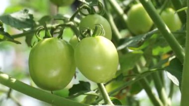 Ağaçta yeşil domates (ayrıca Solanum lycopersicum, Lycopersicon lycopersicum, Lycopersicon esculentum olarak da bilinir) bulunur.