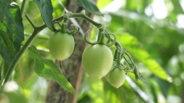 Ağaçta yeşil domates (ayrıca Solanum lycopersicum, Lycopersicon lycopersicum, Lycopersicon esculentum olarak da bilinir) bulunur.