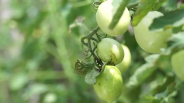 Ağaçta yeşil domates (ayrıca Solanum lycopersicum, Lycopersicon lycopersicum, Lycopersicon esculentum olarak da bilinir) bulunur.