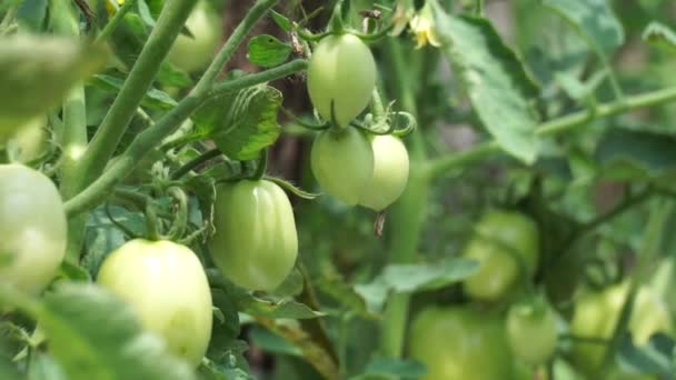 Πράσινη Ντομάτα Που Ονομάζεται Επίσης Solanum Lycopersicum Lycopersicon Lycopersicum Lycopersicon — Αρχείο Βίντεο