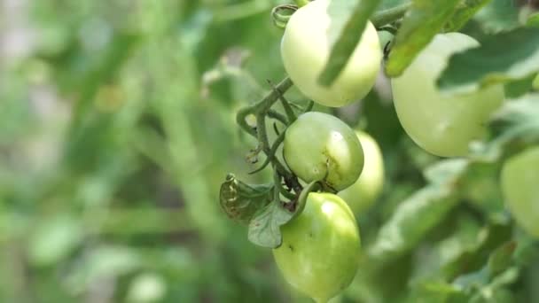 Πράσινη Ντομάτα Που Ονομάζεται Επίσης Solanum Lycopersicum Lycopersicon Lycopersicum Lycopersicon — Αρχείο Βίντεο