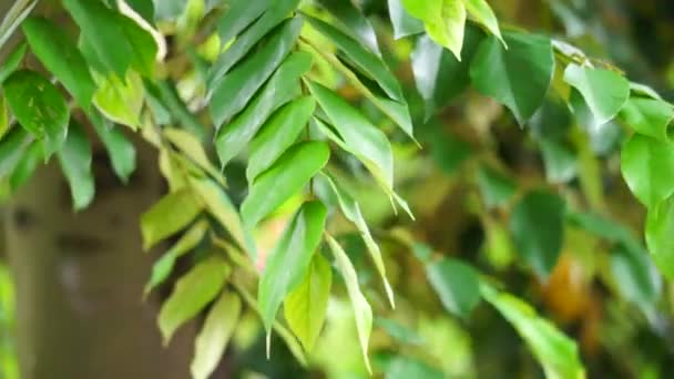Hojas Pterospermum Javanicum Con Fondo Natural Indonesio Llaman Wadang — Vídeos de Stock