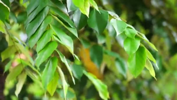 Pterospermum Javanicum Листья Естественным Фоном Индонезийцы Называют Ваданг — стоковое видео